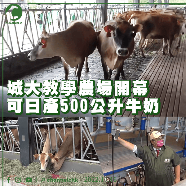 城大教學農場開幕 可日產500公升牛奶 衞生要求難開放予公眾參觀