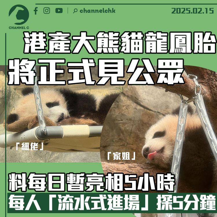 港產大熊貓龍鳳胎將正式見公眾　料每日暫亮相5小時　每人「流水式進場」探5分鐘