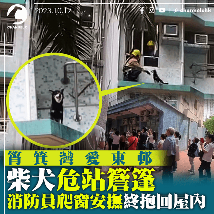 筲箕灣愛東邨柴犬危站簷篷　消防員爬窗安撫終抱回屋內