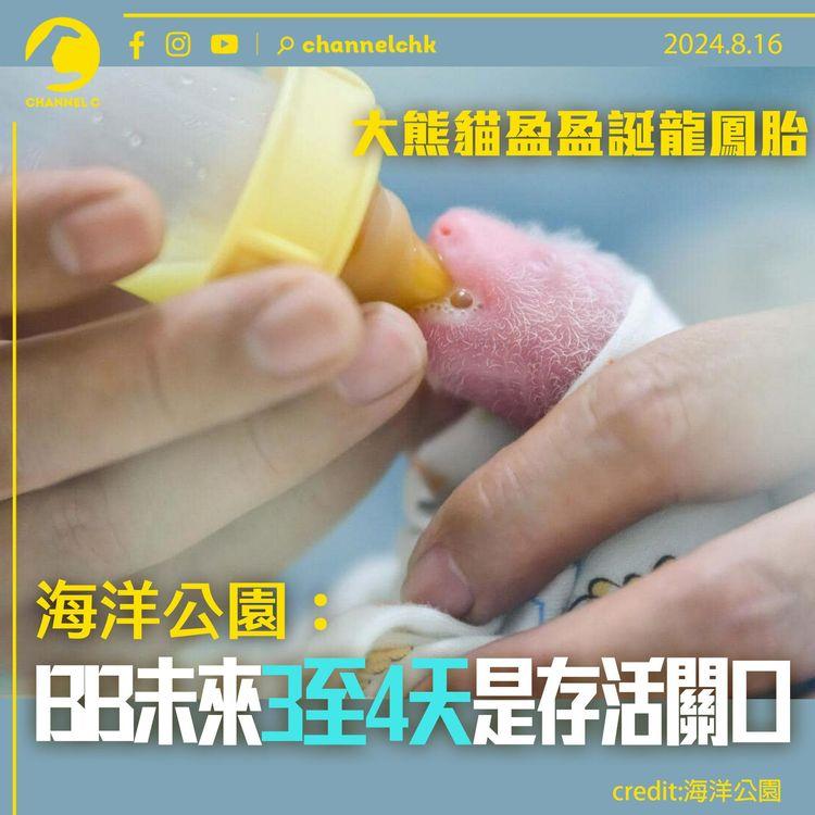 大熊貓盈盈誕龍鳳胎　海洋公園：BB未來3至4天是存活關口