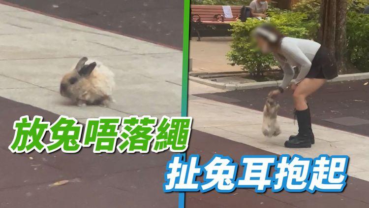 又唔落繩放兔？ 兔仔驚到唔郁 主人扯耳抱起 獸醫：扯傷微絲血管或導致耳血腫