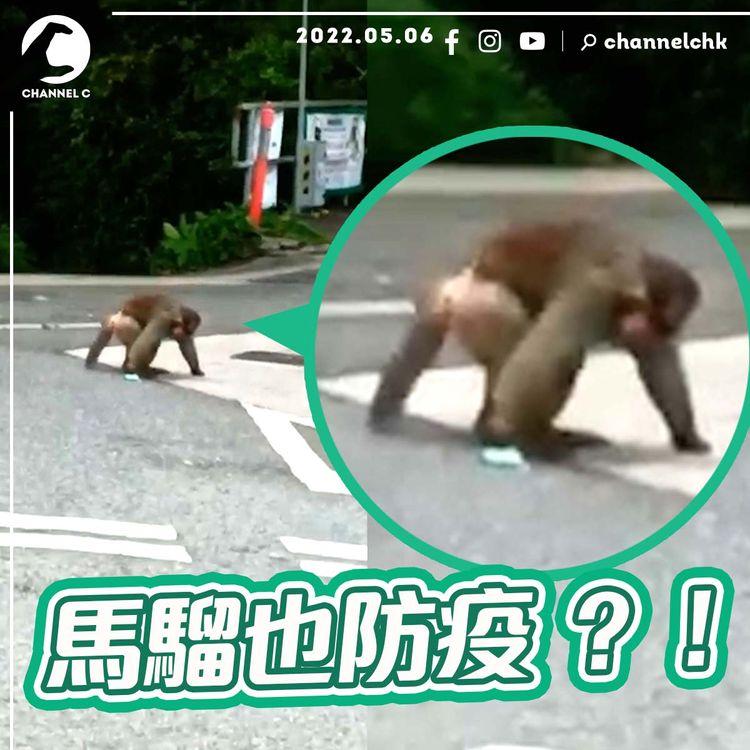臨瞓前笑一笑｜馬騮也防疫 執口罩揼落垃圾桶