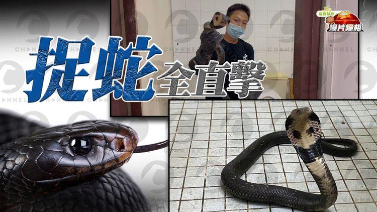 捉蛇全直擊｜荃景花園現長1米眼鏡蛇 蛇王廁格生擒｜EomBuy特約爆片爆相