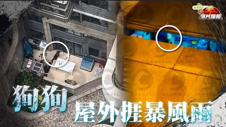 狗狗室外捱8號波｜大埔有狗困花園淋雨 鴨脷洲有狗獨留船上 愛協：總之要有瓦遮頭！｜EomBuy特約爆片爆相