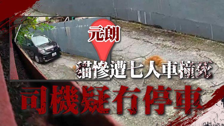 天眼直擊元朗貓慘遭七人車撞死！司機疑違法冇停車 主人2小時後報警｜欖堤東路大發村