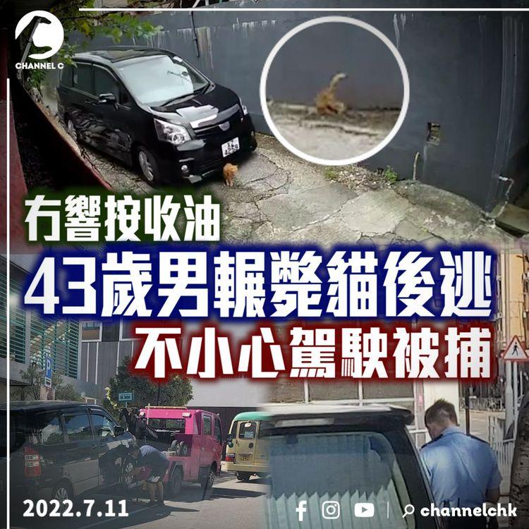 全城助緝殺貓兇！43歲被捕男冇響按收油輾斃貓 涉不小心駕駛無停低報警3罪 車違泊元朗雙黃線遭拖走