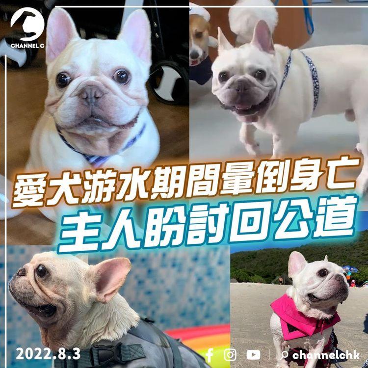 愛犬游水突暈倒身亡 狗主質疑cafe職員害死愛犬盼討回公道！涉事cafe：實屬不幸