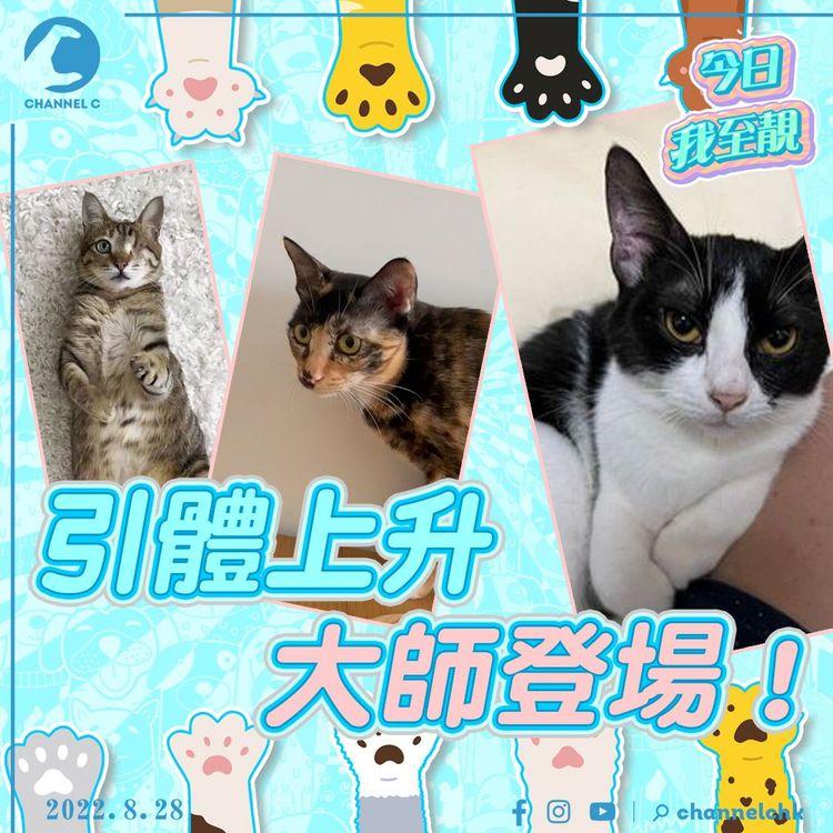 今日我至靚｜貓咪做引體上升HOLD到7秒！邊位主子畀「幽靈貓手」嚇親？