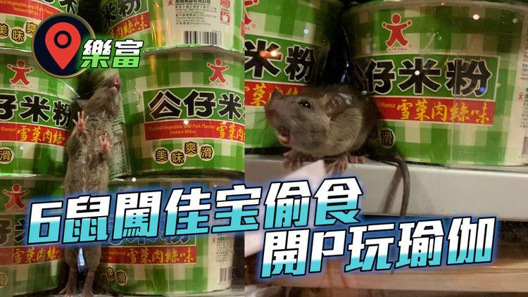 直擊6鼠闖樂富佳宝偷食！開P玩瑜伽變米奇妙妙屋 解構咩品種｜揭5烏蠅空降屯門店牛肚 凍肉冇蓋冚