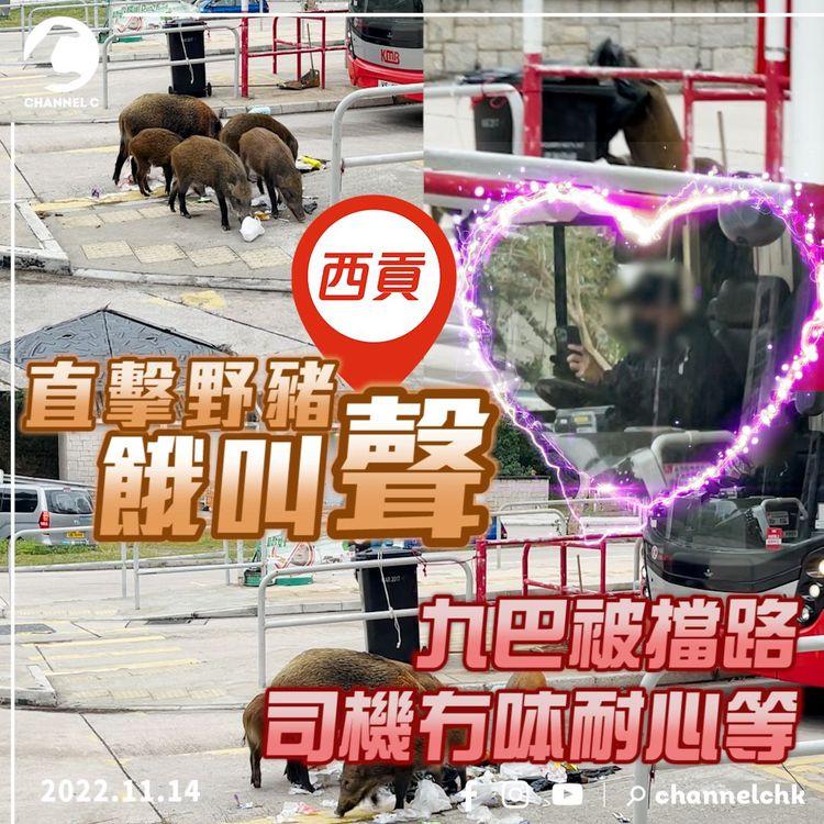 聽過未？直擊西貢野豬尖叫餓聲！九巴車長被擋路 耐心等冇呠勁有愛｜野豬闖西區警宿天台 疑失足墮斃