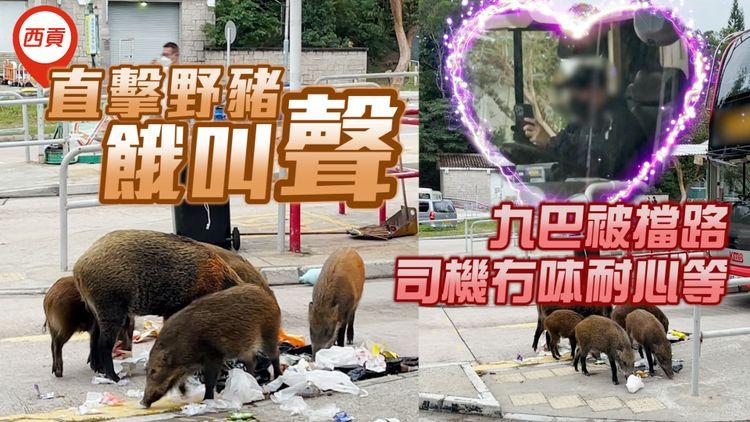 聽過未？直擊西貢野豬尖叫餓聲！九巴車長被擋路 耐心等冇呠勁有愛｜野豬闖西區警宿天台 疑失足墮斃