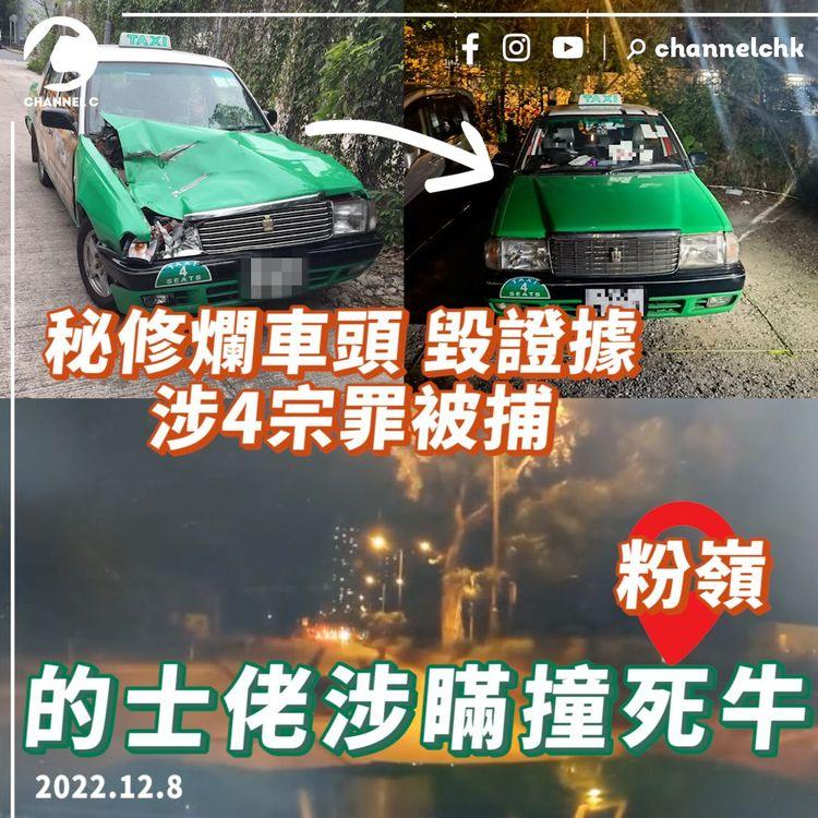 車cam震撼直擊！的士佬涉瞞撞死過路牛 秘修爛車頭毀證據 涉4宗罪被捕｜粉嶺沙頭角公路近龍躍頭