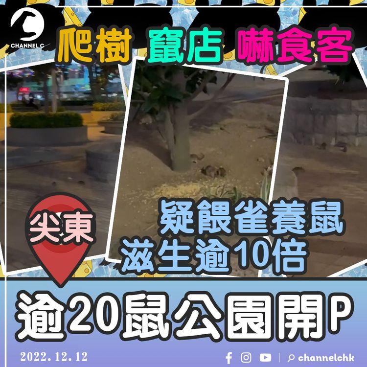 直擊逾20猛鼠尖東犯聚 開P嘆放題 竄店嚇食客！疑餵雀滋生10多倍鼠患 恐破百隻