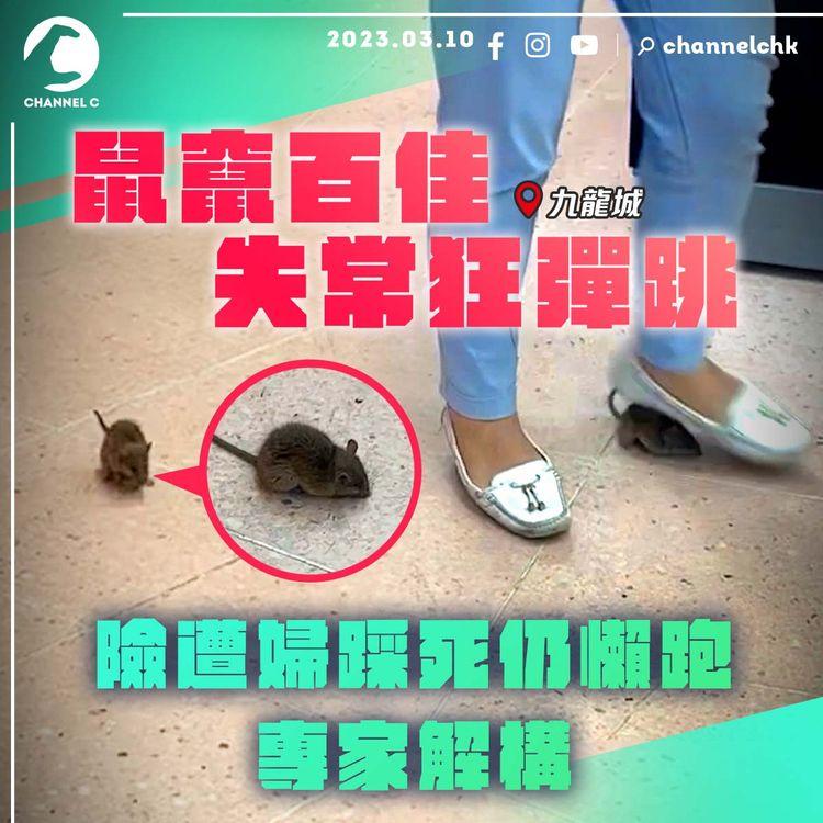 直擊鼠竄百佳 失常狂彈跳！險遭客踩死仍懶跑 嚇婦尖叫 專家解構｜九龍城御豪門分店