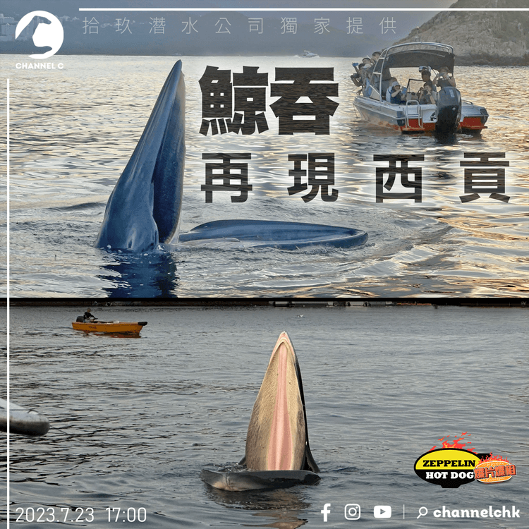 港水域再現鯨魚！潛水員西貢野生捕獲 屢90°口擘擘濺水花｜齊柏林熱狗店特約爆片爆相