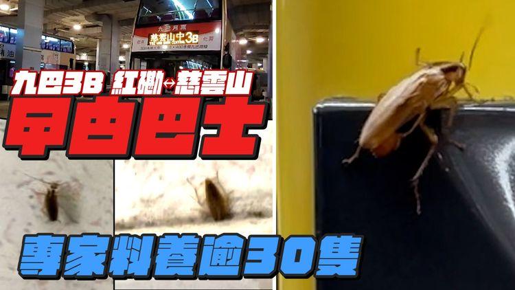 曱甴九巴高清直擊！專家料養逾30隻 猖獗爬鐘 4隻躝座位旁｜解構品種及源頭 總站覓蟑螂蹤｜3B紅磡往慈雲山