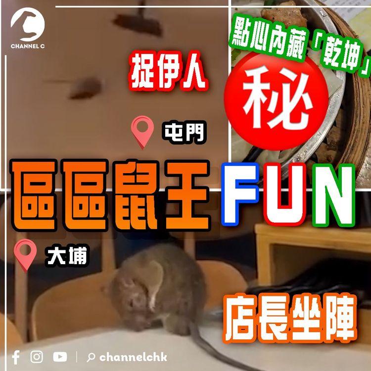 區區鼠王FUN｜大埔「鼠店長」坐陣 屯門活鼠「捉伊人」 同場加映點心內藏「乾坤」！ 食環「無鼠百分比」有無成效？