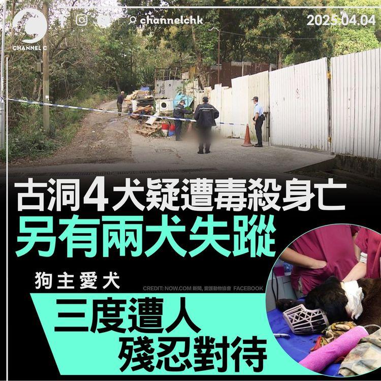 古洞 4 犬疑遭毒殺身亡　另有兩犬失蹤　狗主愛犬三度遭人殘忍對待