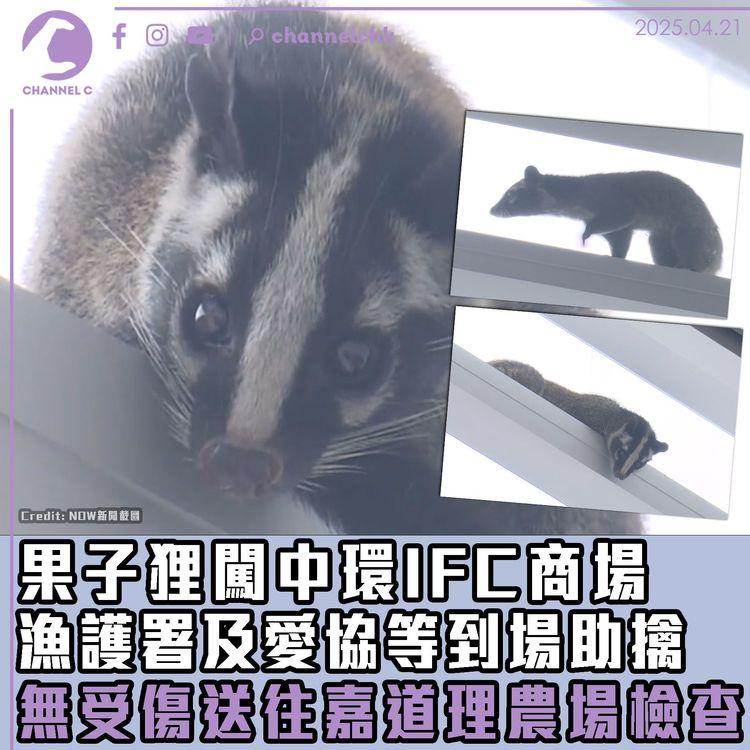 果子狸闖中環IFC商場　漁護署及愛協等到場助擒　無受傷送往嘉道理農場檢查