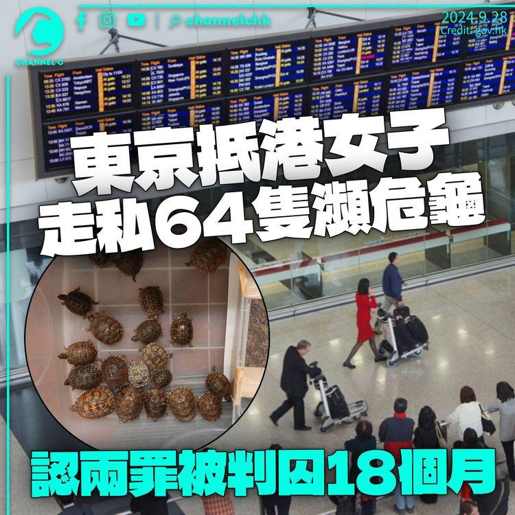 東京抵港女子走私64隻瀕危龜　37隻包於襪內圖掩飾　認兩罪被判囚18個月