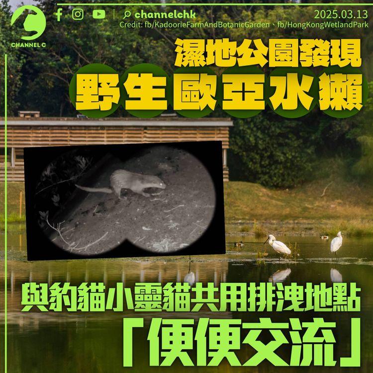 濕地公園發現野生歐亞水獺　與豹貓小靈貓共用排洩地點「便便交流」