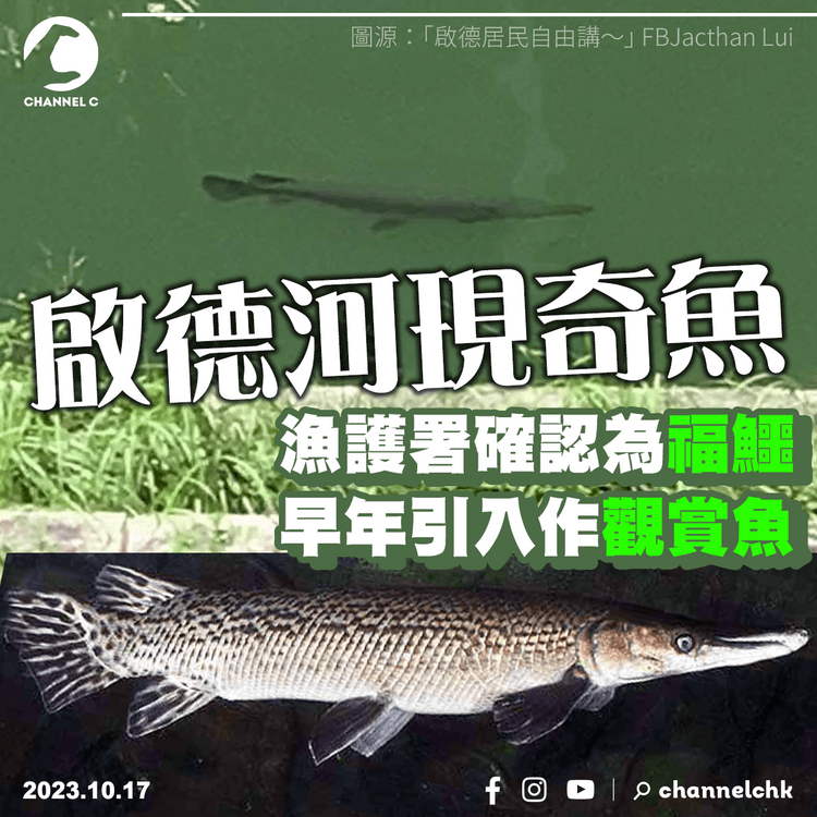 啟德河現奇魚　漁護署確認為福鱷　早年引入作觀賞魚