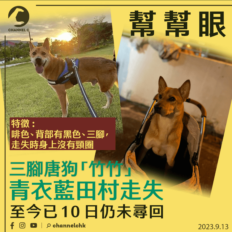 幫幫眼︱三腳唐狗「竹竹」青衣藍田村走失 至今已10日仍未尋回