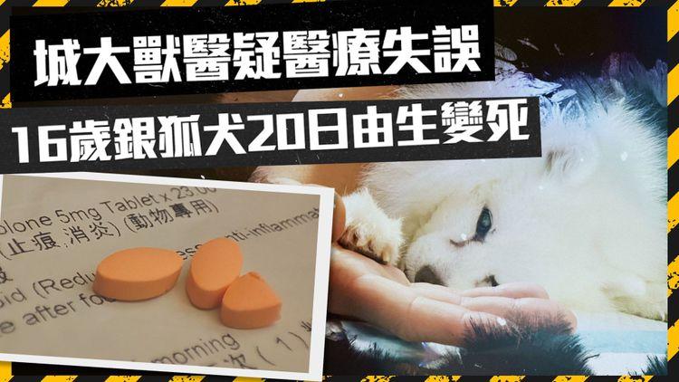 寵物界醫療失誤｜權威獸醫疑未驗血開出類固醇 16歲銀狐犬服藥後20日死亡｜狗主向香港獸醫管理局投訴