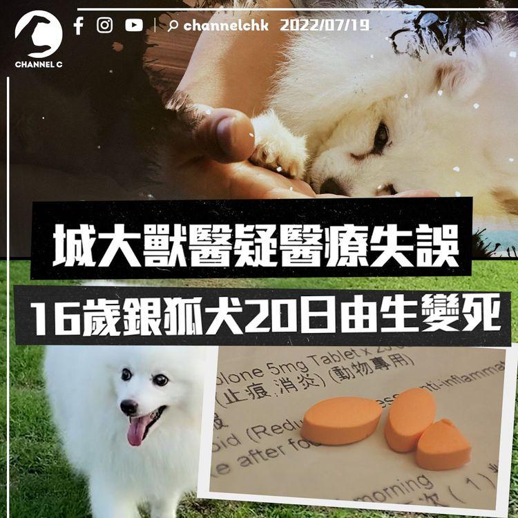 寵物界醫療失誤｜權威獸醫疑未驗血開出類固醇 16歲銀狐犬服藥後20日死亡｜狗主向香港獸醫管理局投訴