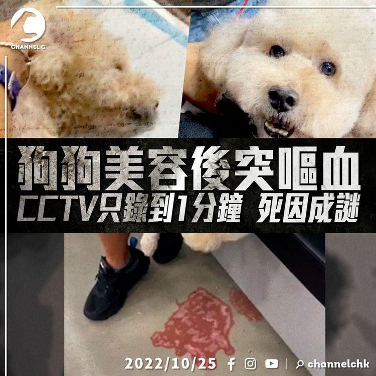 狗狗美容後突嘔血 CCTV只錄到1分鐘 死因成謎