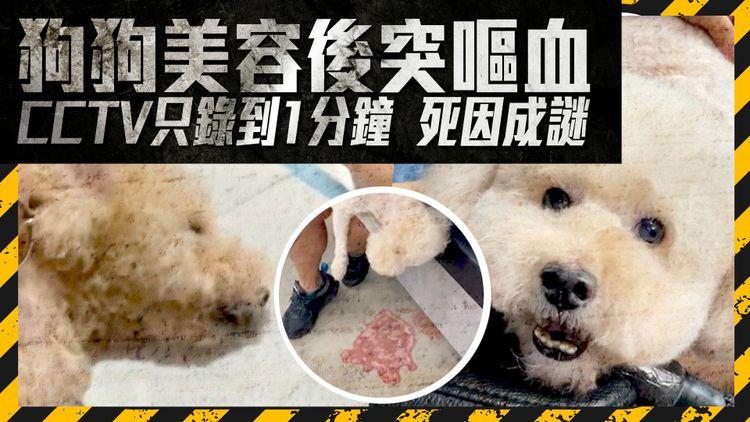 狗狗美容後突嘔血 CCTV只錄到1分鐘 死因成謎