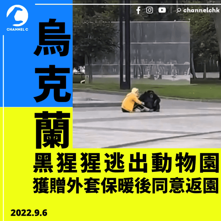 有片！烏克蘭黑猩猩逃出動物園 獲贈外套保暖後同意返園