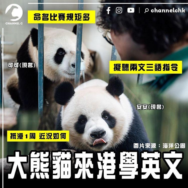 大熊貓來港學英文！擬聽兩文三語指令｜盤點命名比賽規矩多 你有興趣麽？安安可可住海洋公園1周 近況如何？