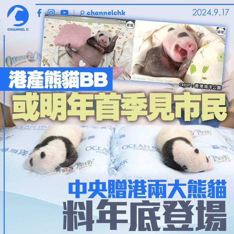 港產熊貓BB或明年首季見市民 中央贈港兩大熊貓料年底登場