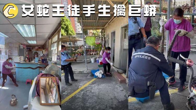 巨蟒疑吞兩雀 反被女蛇王徒手生擒