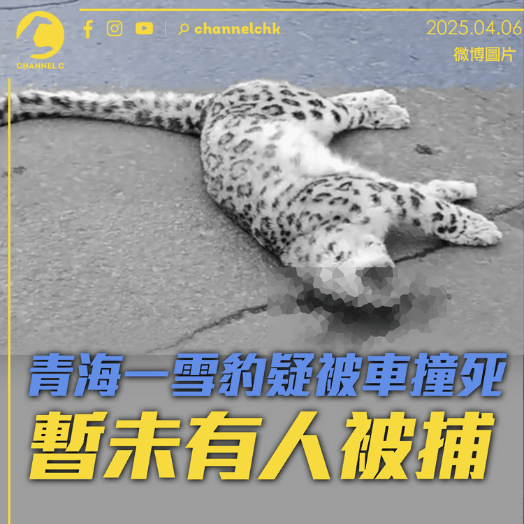 青海一雪豹疑被車撞死　暫未有人被捕