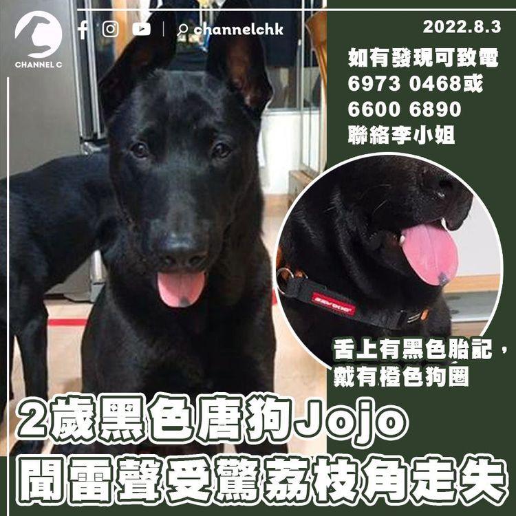 幫幫眼｜2歲黑色唐狗聞雷聲受驚 荔枝角走失4日未尋回 