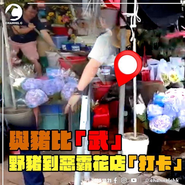 SRSWorks特約 | 野豬誤闖旺角花墟 店主用棍狂插阻進入 伙記埋怨警方漁農署辦事不力 野豬最終被人道毀滅