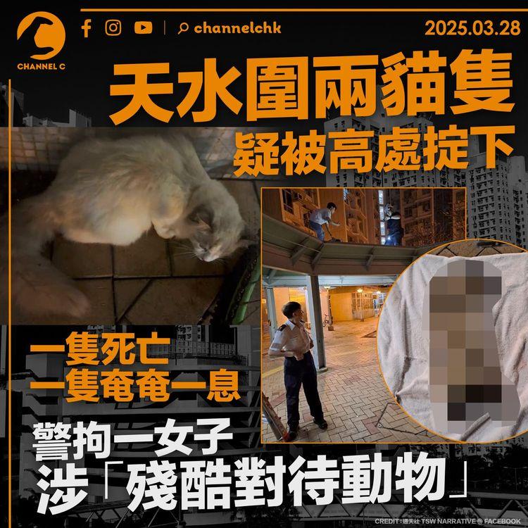 天水圍兩貓隻疑被高處掟下　一隻死亡一隻奄奄一息　警拘一女子涉「殘酷對待動物」