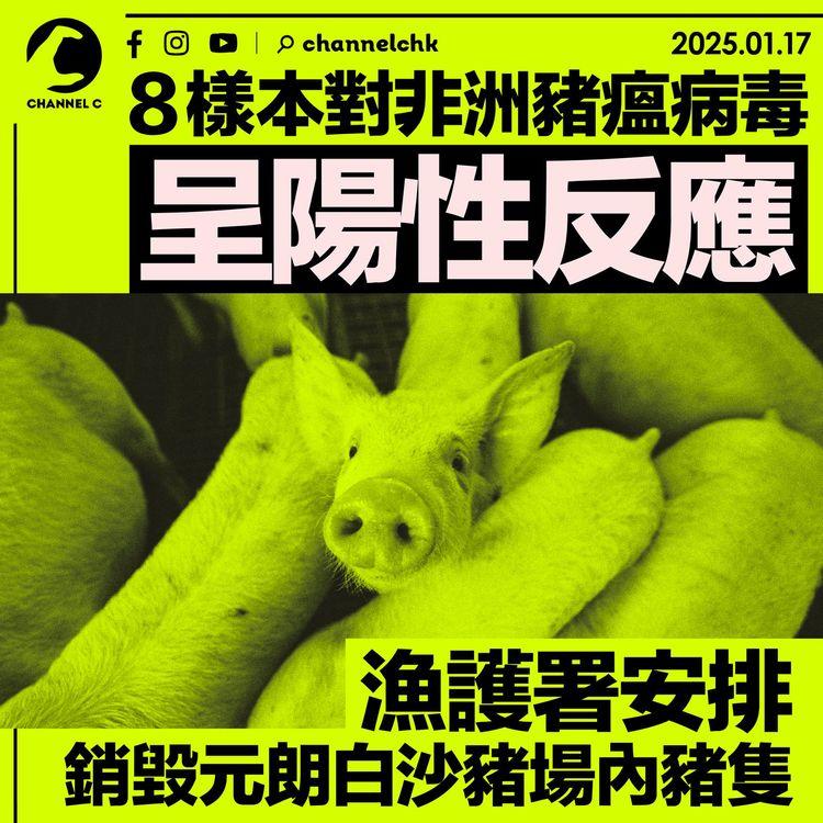 8樣本對非洲豬瘟病毒呈陽性反應 漁護署安排銷毀元朗白沙豬場內豬隻