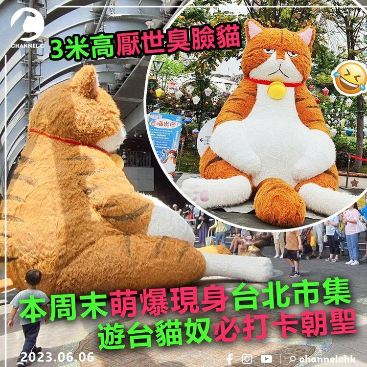 3米高厭世臭臉貓 本周末萌爆現身台北市集 遊台貓奴必打卡朝聖！