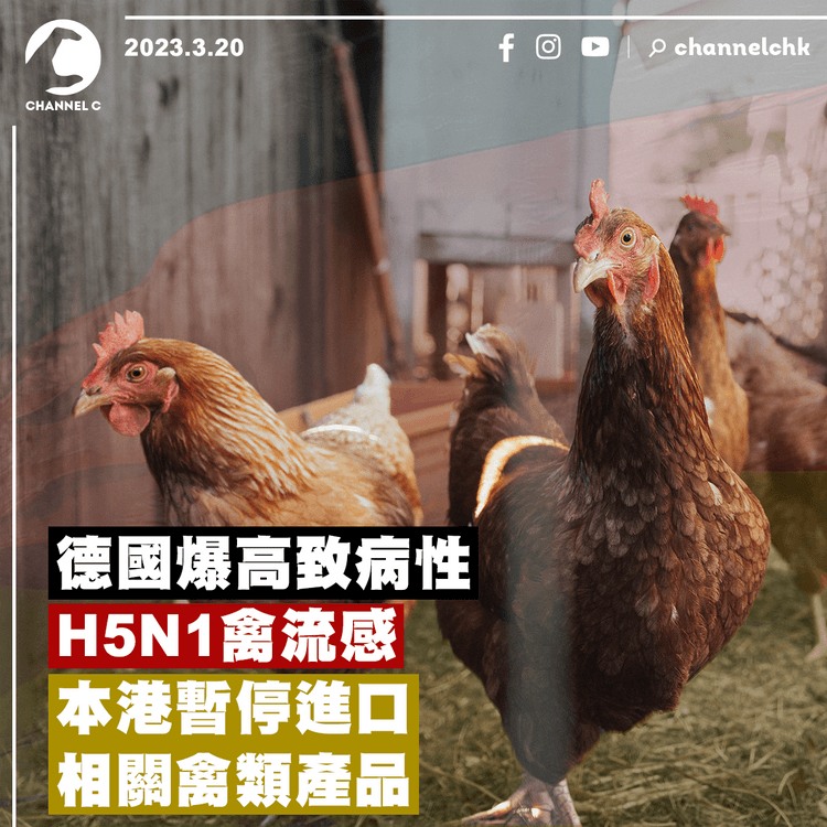 德國有地區爆高致病性H5N1禽流感 本港暫停進口禽類產品