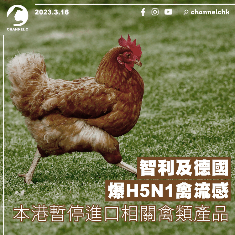 智利及德國爆H5N1禽流感 本港暫停進口相關禽類產品