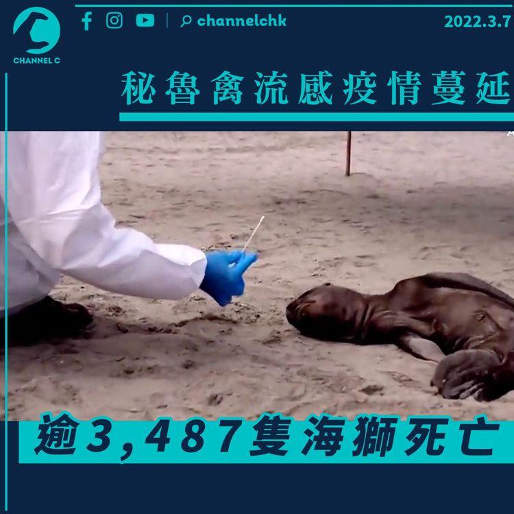 秘魯禽流感疫情蔓延 逾3,487隻海獅死亡