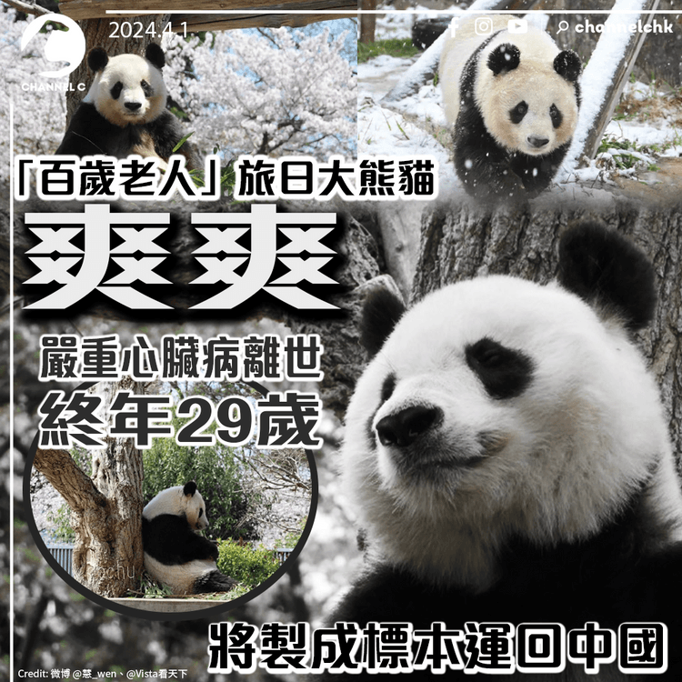 「百歲老人」旅日大熊貓「爽爽」嚴重心臟病離世　終年29歲　將製成標本運回中國